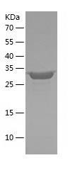 Recombinant Human HLA-C.jpg