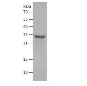 Recombinant Human hnRNP A2B1.png