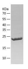 Recombinant Human Homeobox SIX6.jpg