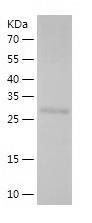Recombinant Human HOMER2.jpg