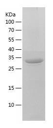 Recombinant Human HPR.jpg
