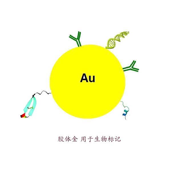 胶体金 用于生物标记.jpg