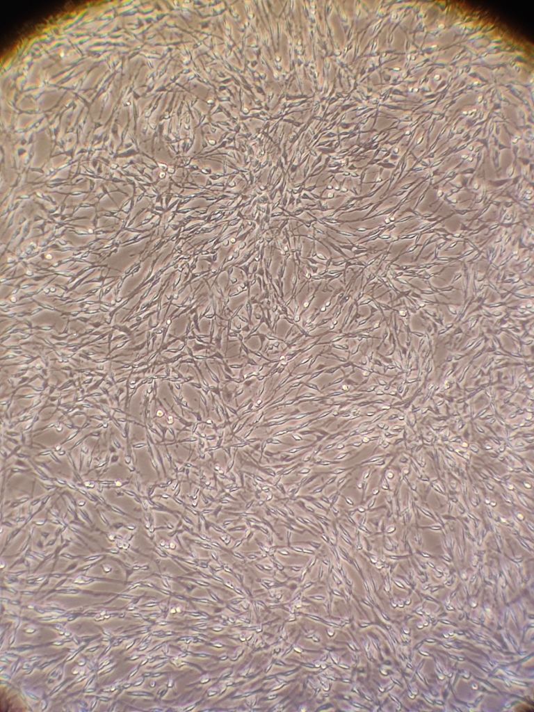人卵巢癌OVCA429细胞（STR）